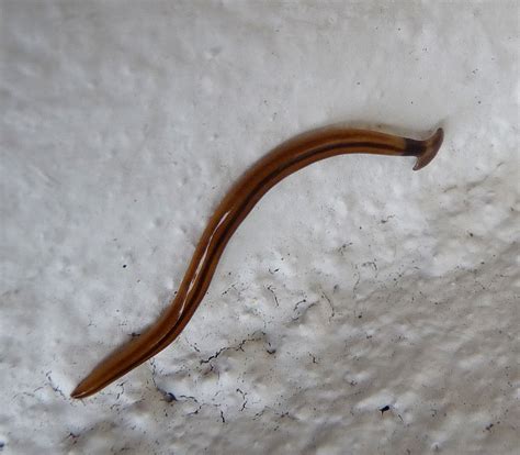 Hammerhead Worm (land planarian) (Bipalium kewense) | Flickr