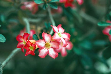 Free picture: flower, pink, petal, plant, garden, flower, spring