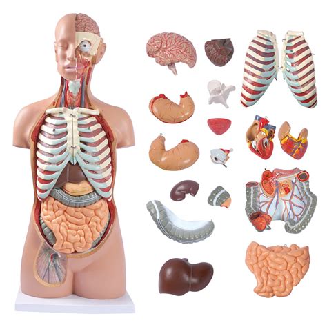 Buy Medical Torso Human Body Model Anatomy Doll 17 Removable Parts Life ...