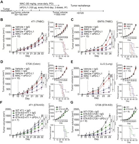 MAC augments the efficacy of the anti-PD-L1 antibody therapy in... | Download Scientific Diagram