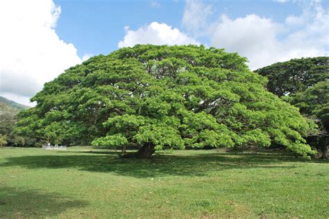 25 Seeds Samanea Saman Rain Tree Seeds Monkey Pod Tree | Etsy