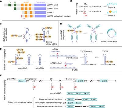 Frontiers | A-to-I RNA Editing in Cancer: From Evaluating the Editing Level to Exploring the ...