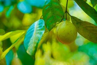 Premium Photo | Nutmeg fruit on tree