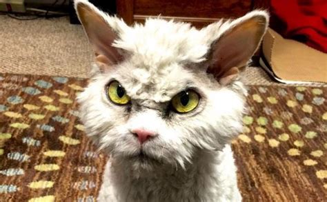 Is This The Meanest Selkirk Rex Cat in the World?