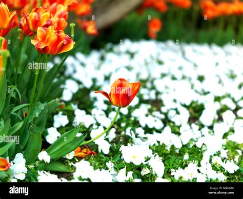 beautiful tulipa in garden Stock Photo - Alamy