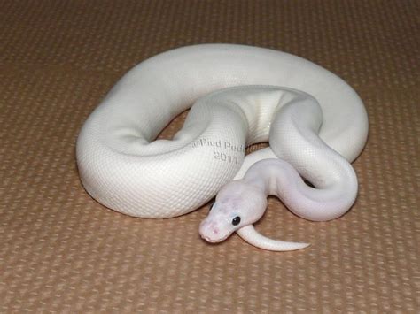 White Ball Python Appreciation Thread - Page 4