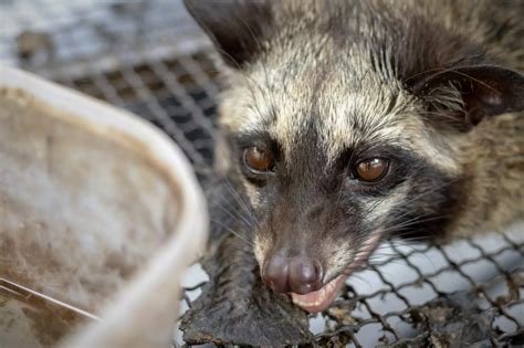 What You Need to Know about Civet Coffee - Wildlife Alliance