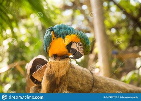 Blue and Yellow Macaw Parrot Stock Photo - Image of tree, portrait: 147403720