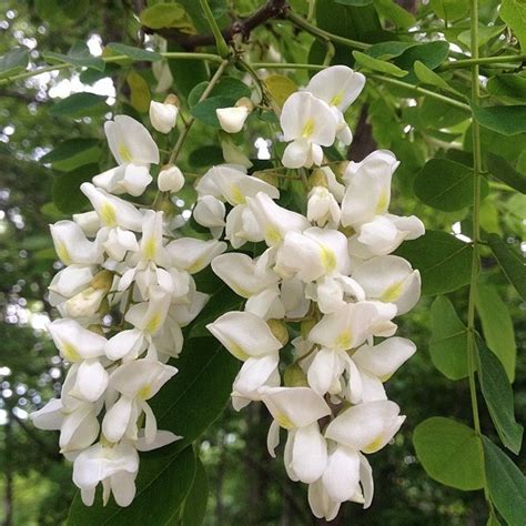 Robinia pseudoacacia (Black Locust, Common Locust, False Acacia, Green ...