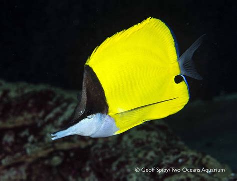 Longnose butterflyfish – Species – Two Oceans Aquarium | Official ...