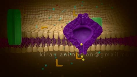 Cell Membrane Animation - YouTube