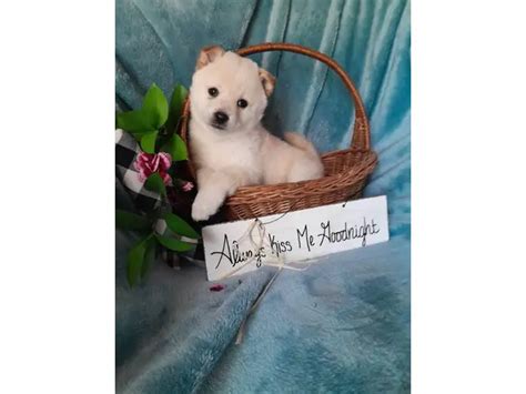 5 beautiful Shiba Inu puppies for sale in La Crosse - Puppies for Sale ...