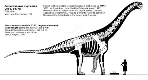 Camarasaurus supremus skeletal reconstruction. by randomdinos on DeviantArt