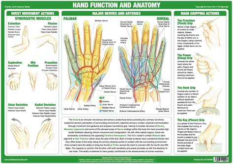 Hand Function and Anatomy Poster