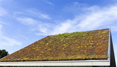 Types of Green Roofs (Extensive Vs Intensive Designs)