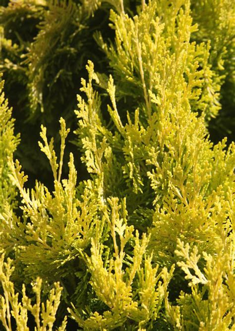 Thuja orientalis ' Weedom ' Dwarf Narrow Chinese Arborvitae - Kigi Nursery