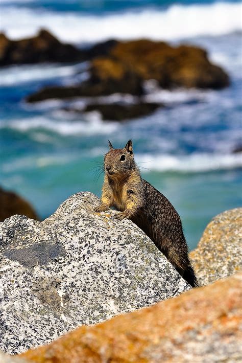 California Ground Squirrel @ Pebble Beach | California Groun… | Flickr