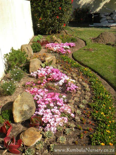 Dorotheanthus bellidiformis | Kumbula Indigenous Nursery