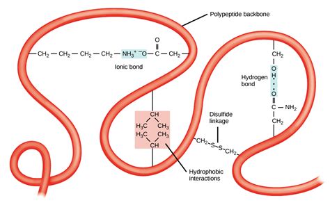 Fajarv: Secondary Protein Structure Diagram