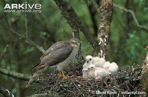 Eurasian sparrowhawk - Alchetron, The Free Social Encyclopedia