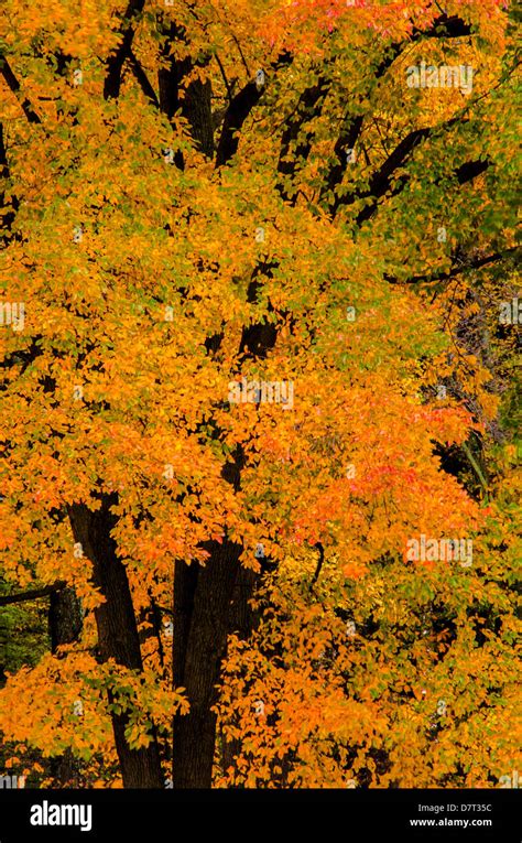 USA, Pennsylvania, Valley Forge National Park. Sunrise on trees in autumn colors Stock Photo - Alamy