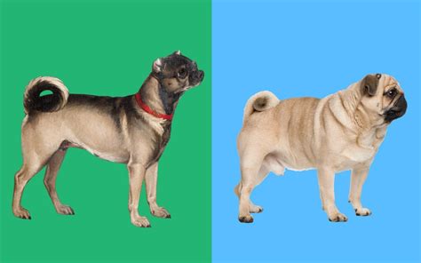 Are There Different Kinds Of Pugs