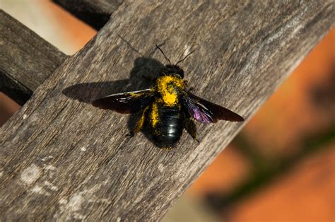 Signs of carpenter bee infestation - Wasp Control Services