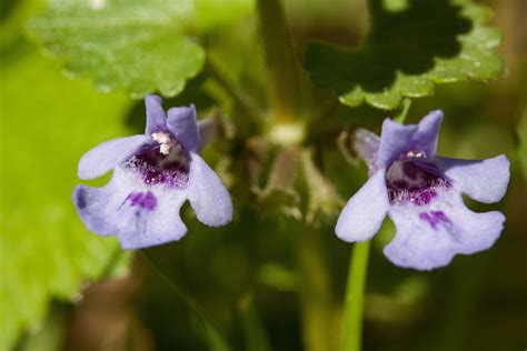 Images Gratuites : fleur, Floraison, botanique, Fermer, flore, Fleur sauvage, ortie, plante à ...