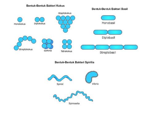 Archaebacteria dan Eubacteria ( Bahan Ajar ) - BIOSMAN8PKU