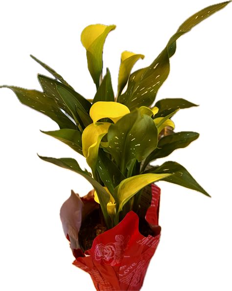 How to Care for and Grow Calla Lilies - Planters Place