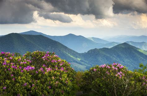 Blue Ridge Appalachian Mountains Spring Flowers Stock Photo - Image of ...