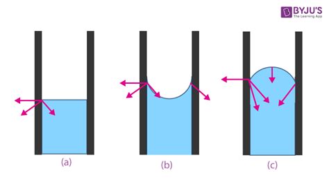 Adhesion and Cohesion Difference- Definition, Difference, examples and FAQS of Adhesion and ...