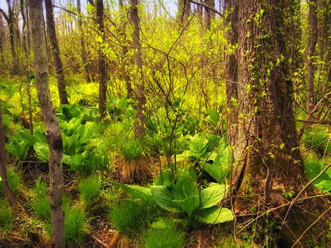 Free Images : tree, grass, swamp, wilderness, plant, hiking, meadow ...