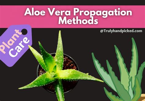 Aloe Vera Quick Care #3 Propagation & Yellowing Leaves