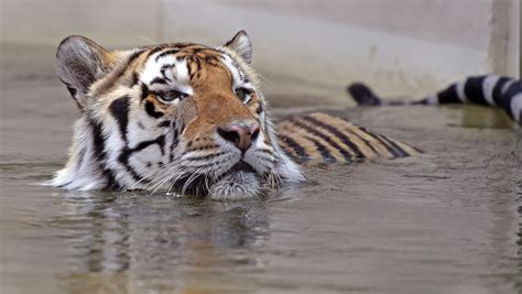 LSU's mascot Mike VI dies after battle with cancer