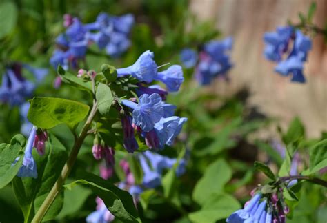 Virginia Bluebells: Spring's Gift - Lewis Ginter Botanical Garden