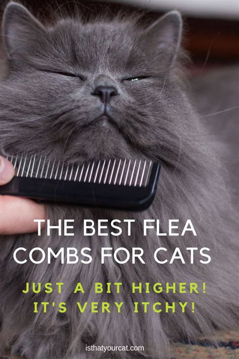 A flea comb for a cat is cheap and effective. It's a handy and ...