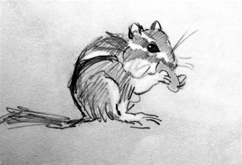 Chipmunk Pencil sketch, Sketchbook Pencil Drawing, Animal Art, Little Chipmunk Drawing, Fine Art ...