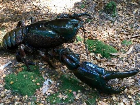 Largest Crayfish Species