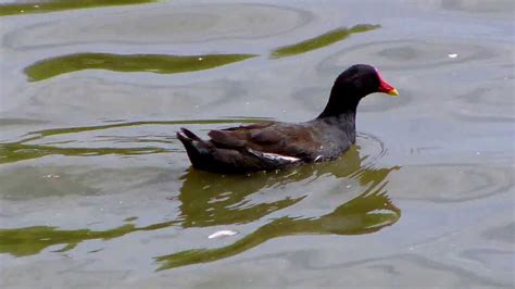 Moorhen (UK Water Birds) - YouTube