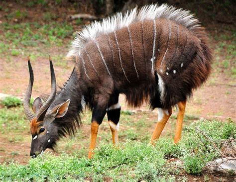 The Lowland Nyala has the highest sexual dimorphism among the spiral ...