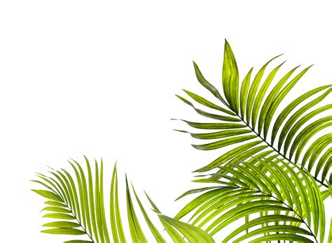 Palm Leaf Transparent Background Clip Art Library - vrogue.co