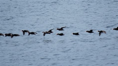 eBird Checklist - 5 Jun 2020 - Kenai Fjords National Park - 19 species ...