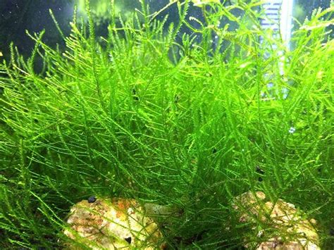 Aquatic Arts Java Moss - Live Aquarium Plant | Live aquarium plants ...