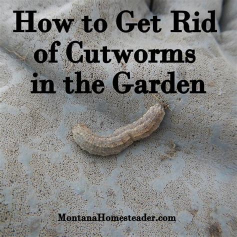 How to Get Rid of Cutworms in the Garden