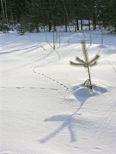 Mouse tracks in the snow stock photo. Image of snow - 256414858