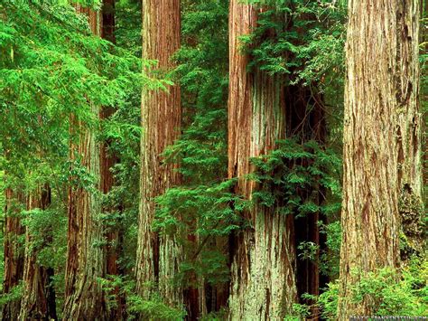Redwood Forest Photos : Redwood_forest | Bodksawasusa