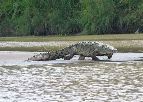 Gustave, the Demonic, Bullet-proof Crocodile - Chronically Crafting Store