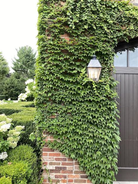 How to choose the best ivy walls for your home - The Zhush