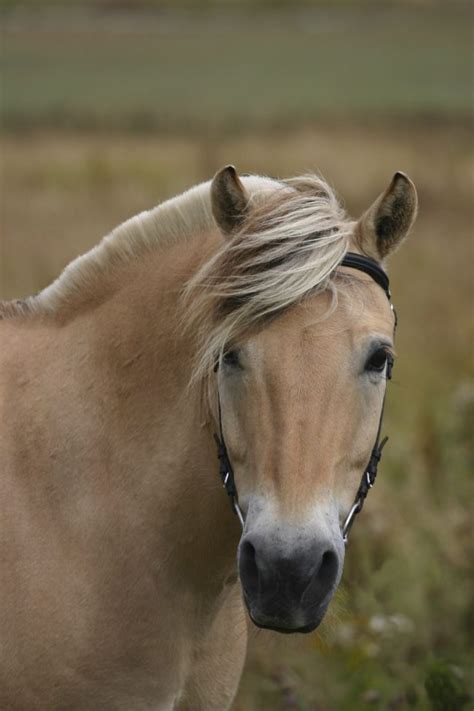 Most Beautiful Horse Breeds In The World